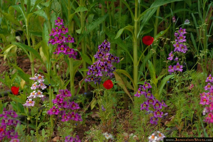 Botanischer Garten