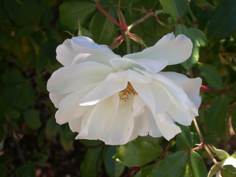Wohl Rose Park