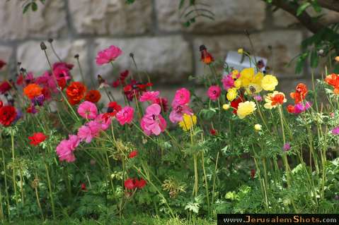 Jerusalem Botanic Garden
