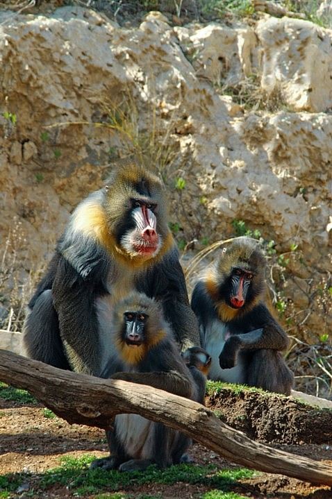 Zoo