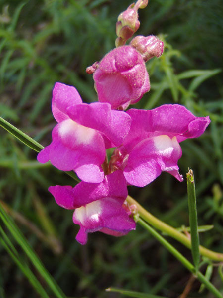 Wilde Blumen in Jerusalem Wald