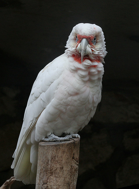 Jerusalem Zoo
