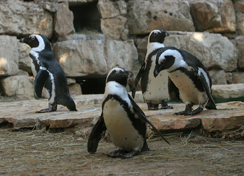 Zoo