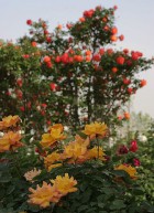 Wohl Rose Park