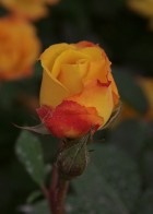 Wohl Rose Park