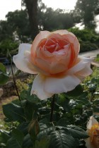 Wohl Rose Park