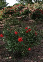 Wohl Rose Park