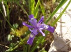 Wild Iris aus Jerusalem Wald
