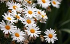 Jerusalem Blumen